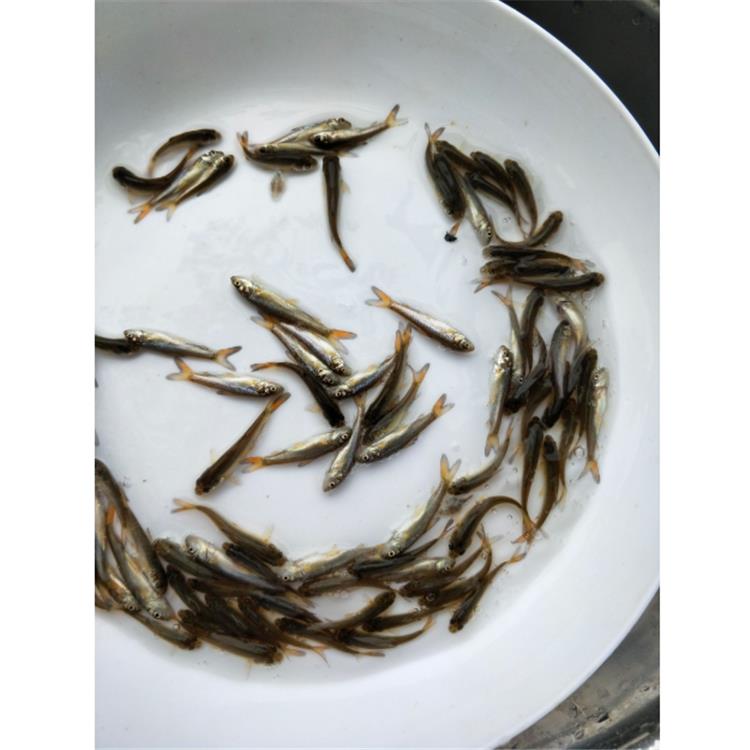 放生鱼苗武汉金大头鱼苗