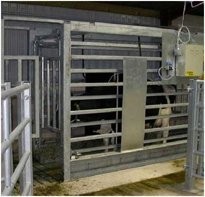 自动称重分群芜湖羊自动称重机批发