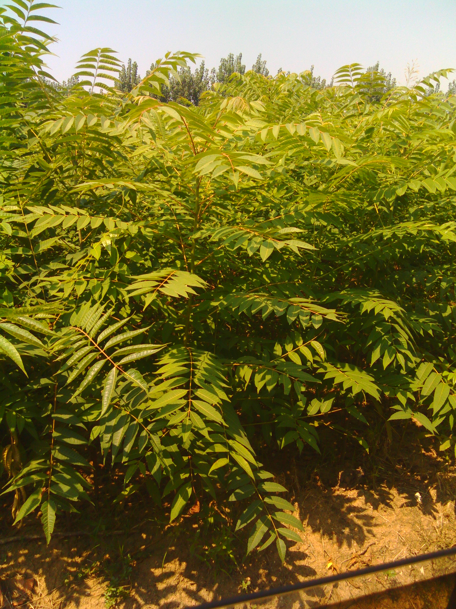 大棚红油香椿树苗 泰安惠民苗木 1米高绿油香椿苗批发价格-阿里巴巴