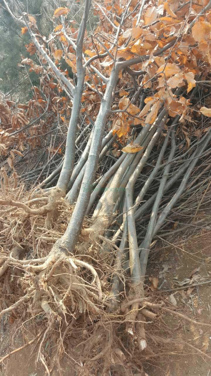 薄壳板栗苗四川露地栽培板栗苗结果早