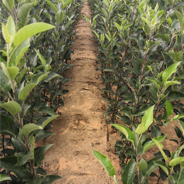 早熟苹果苗新品种保定出售苹果苗批发报价