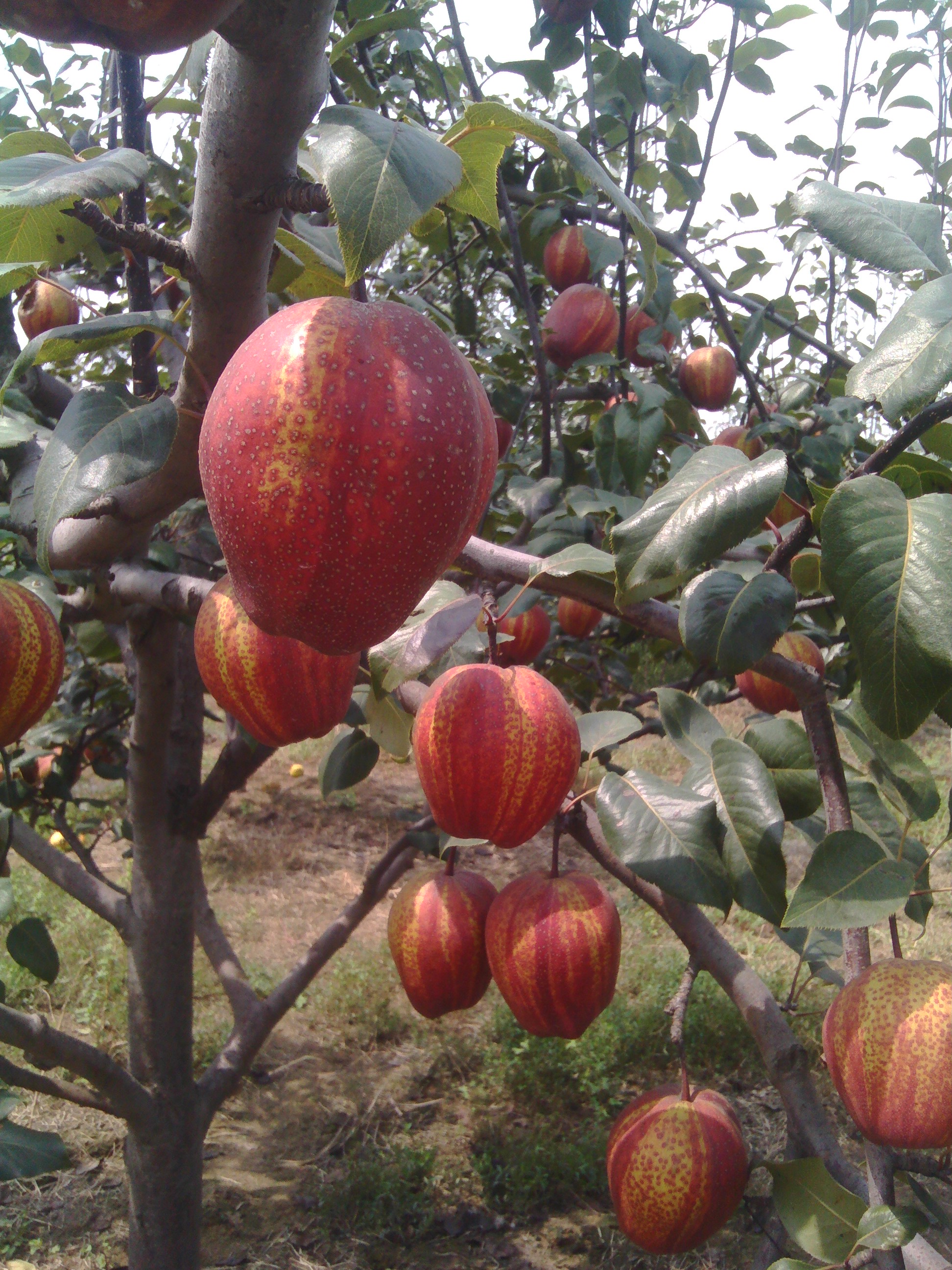 山东梨树苗 卖梨树苗求购