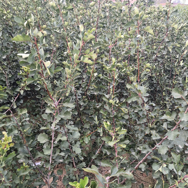 甜红籽山楂苗山东甜山楂苗果树苗