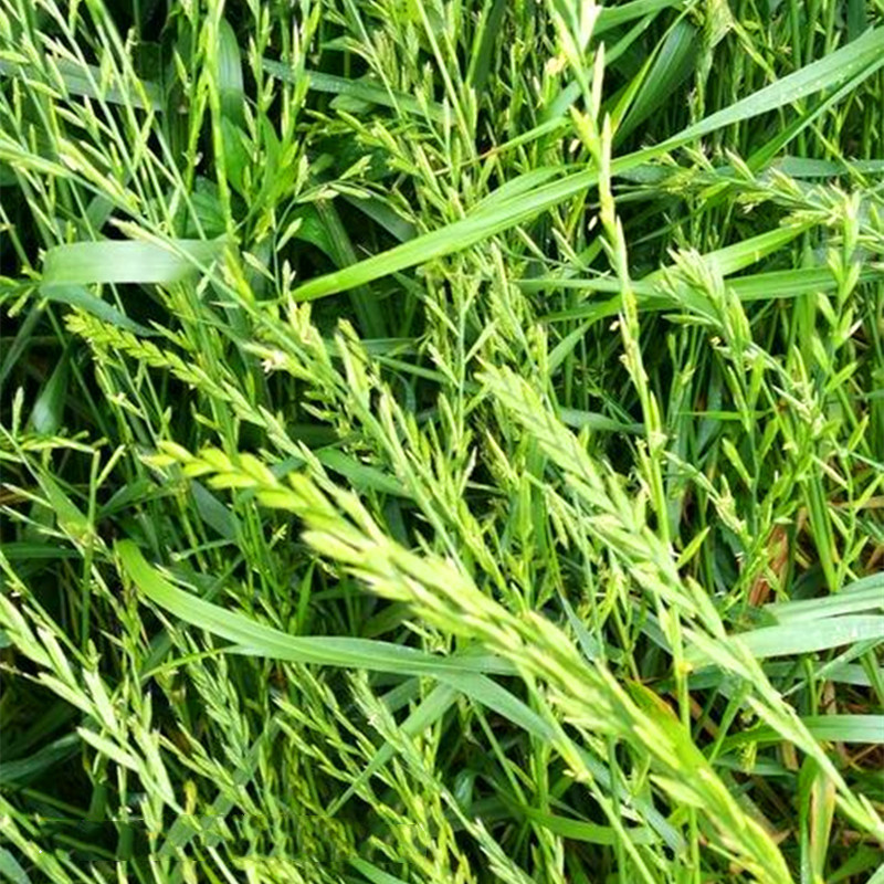 草坪型黑麦草 包衣黑麦草保质保量