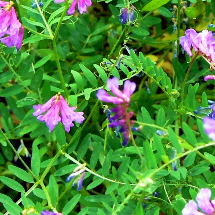 皇竹草种子包发芽沭阳县桑墟镇春林电子商务经营部产品型号:原产地:2