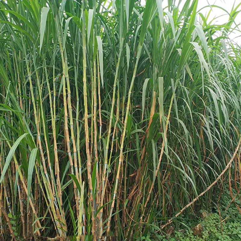 搜了网为您找到74条新型皇竹草的相关产品参数信息