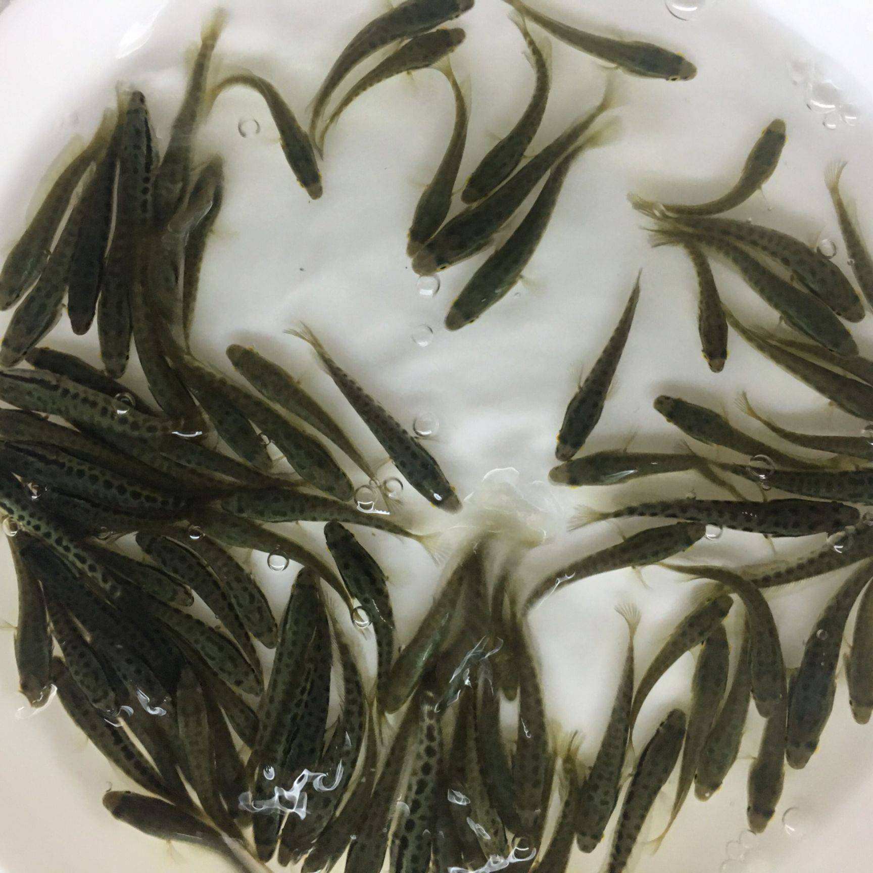 黑鱼苗 潮州黑鱼苗多少钱