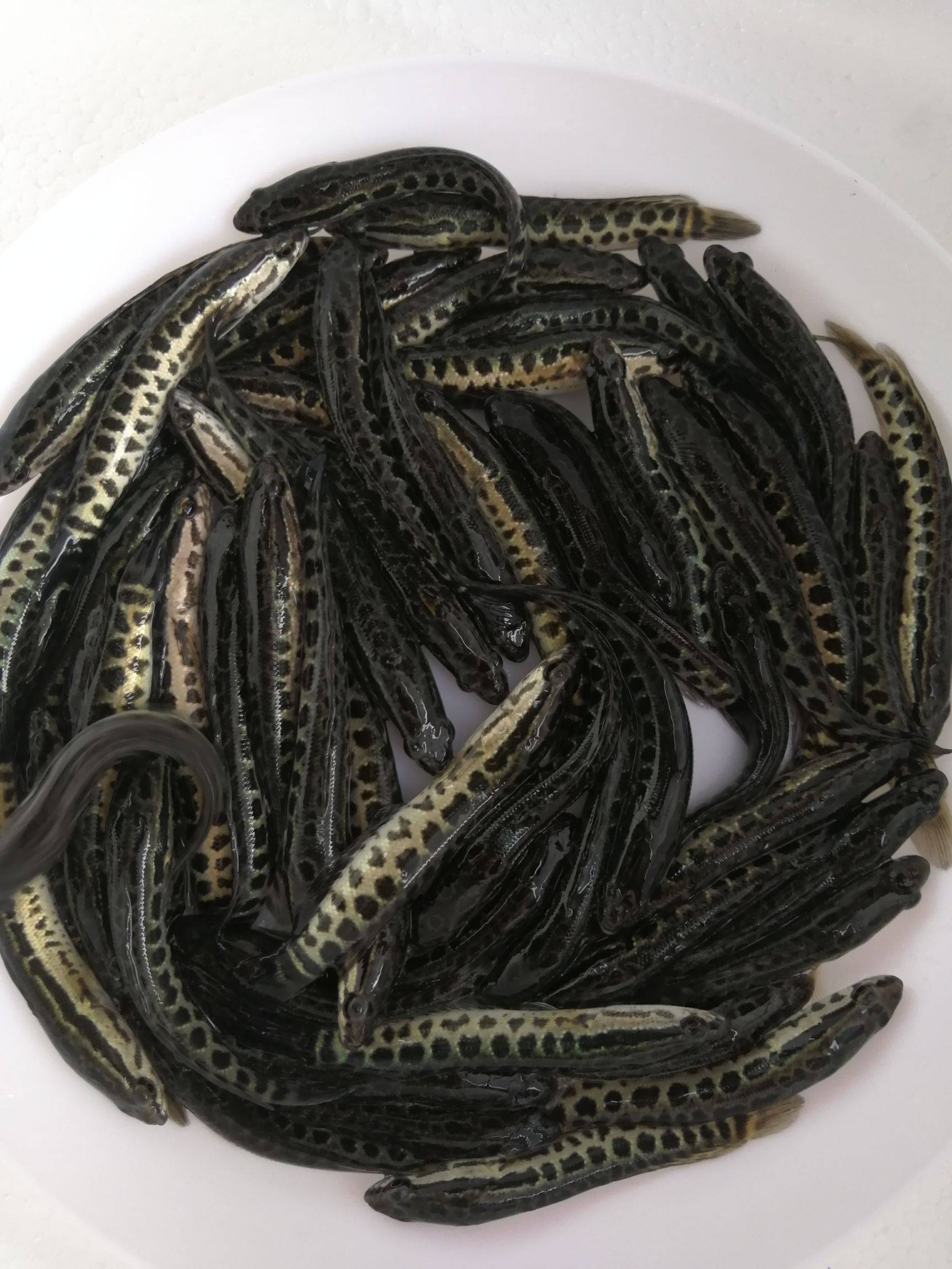 乌鲁木齐黑鱼苗 养殖能挣多少钱