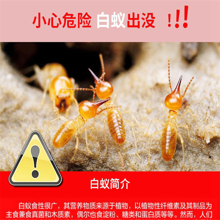 白蚁服务