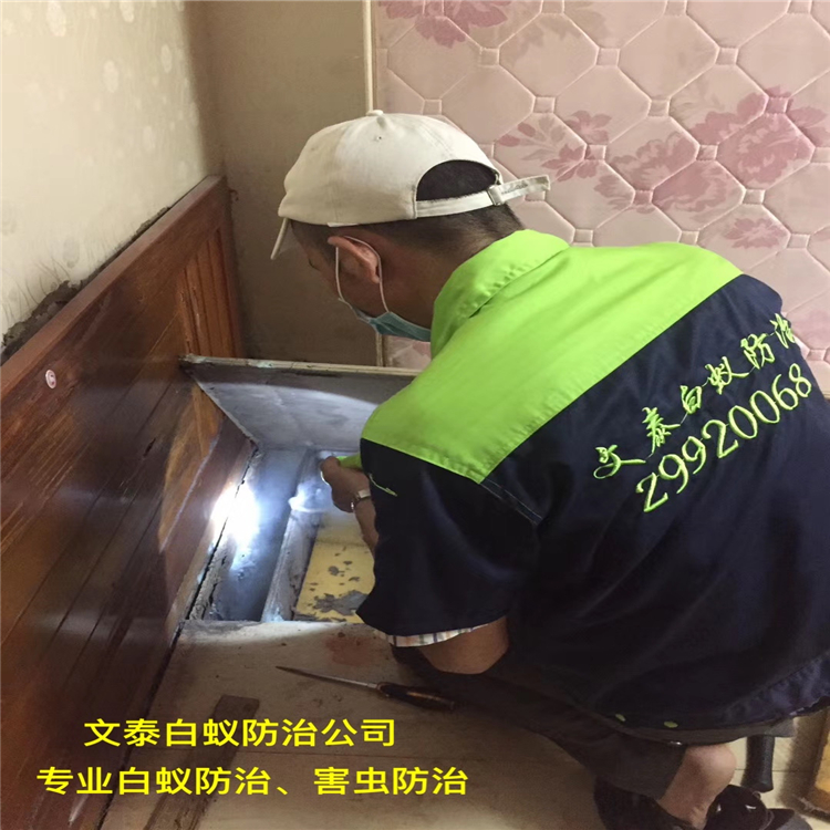 白蚁治理