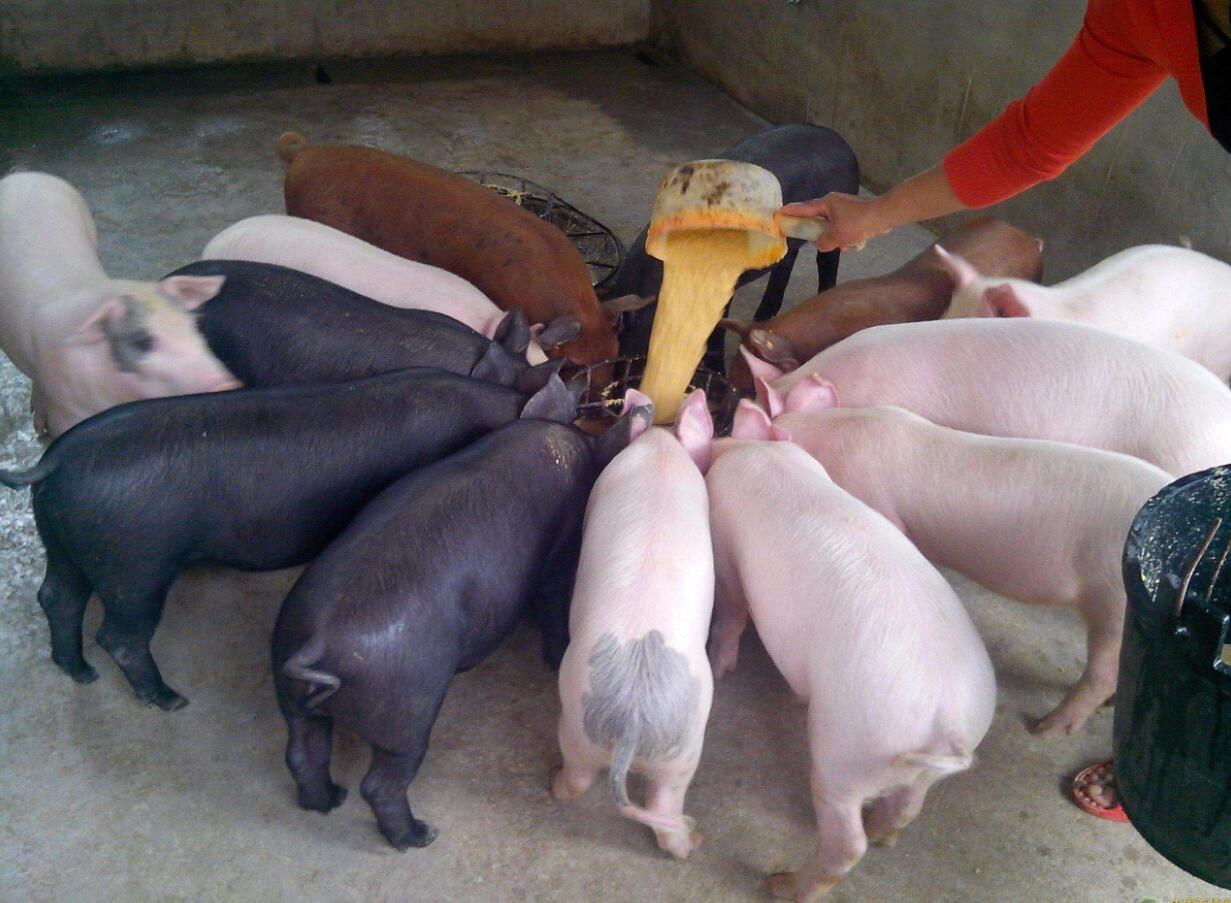 法桐基地价格 35公分法桐价格 27公分法桐价格