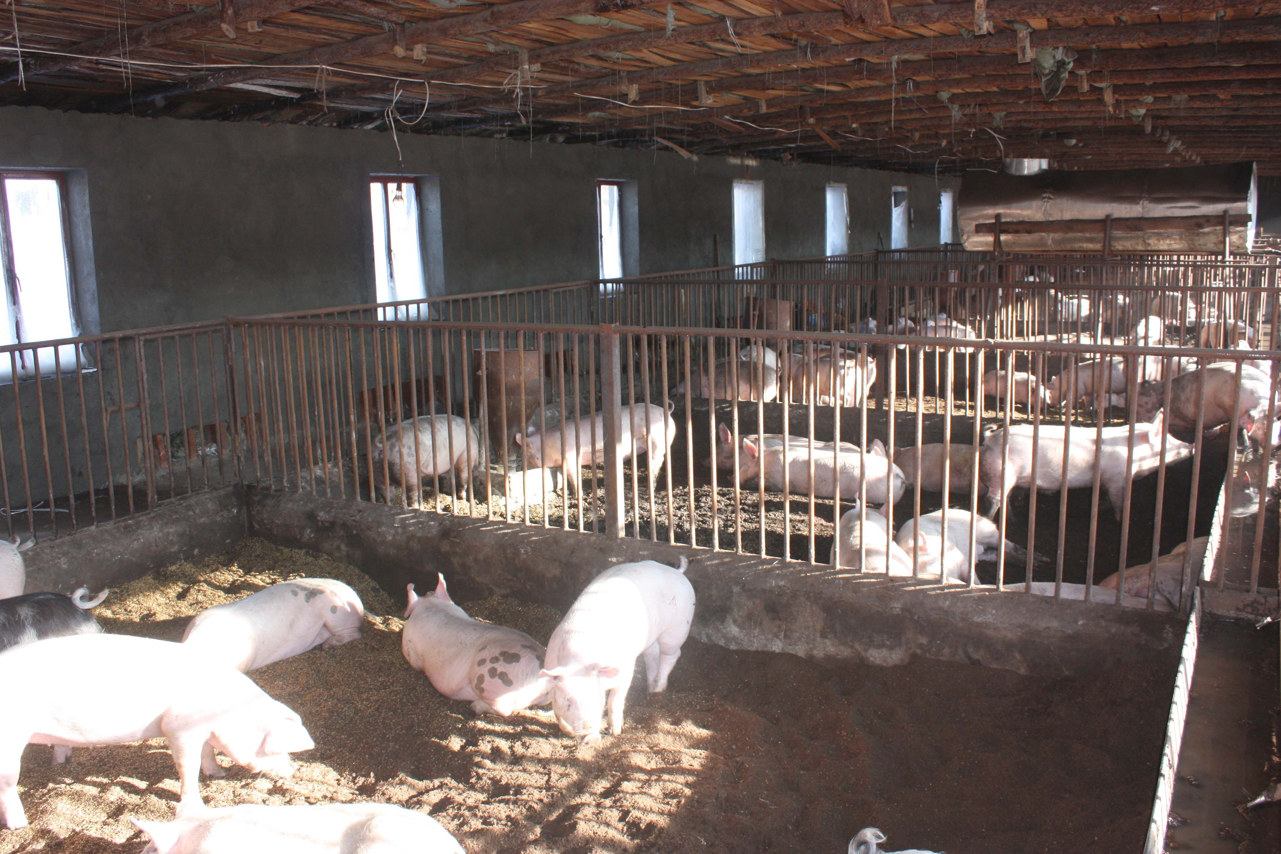 雅安太湖母猪种场图片