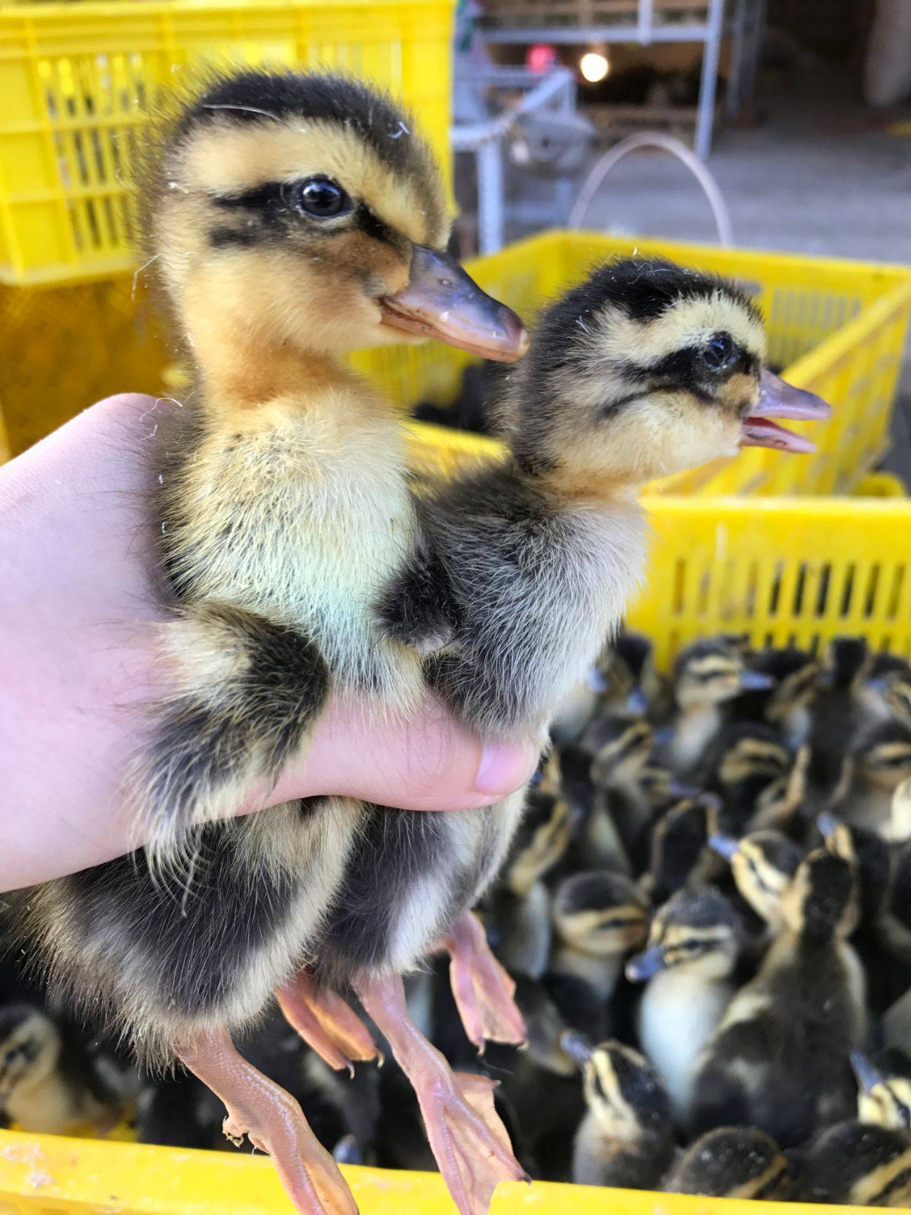 青年鸭苗多钱一只 供应鸭苗