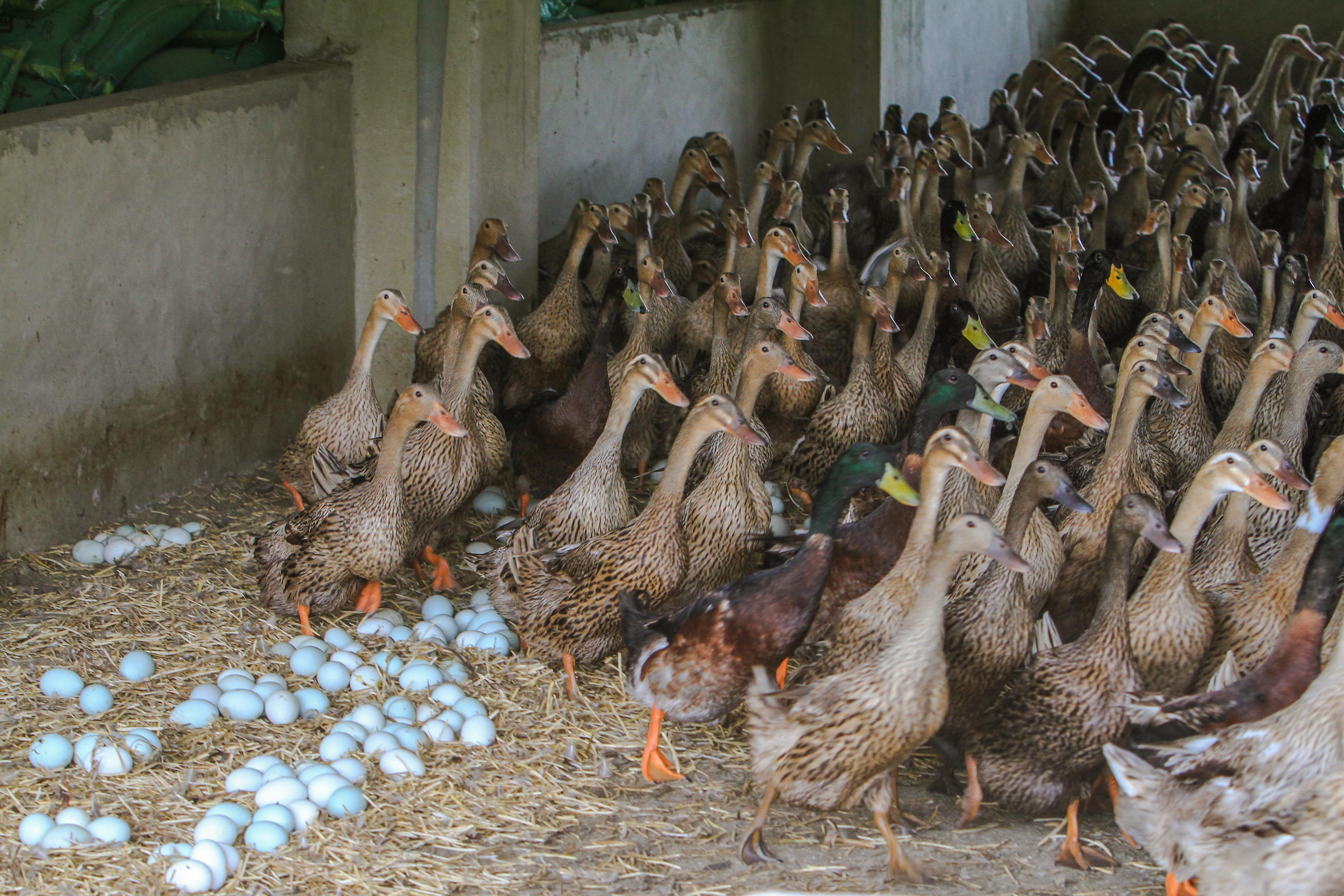 蛋鸭鸭苗养殖基地送饲料工具