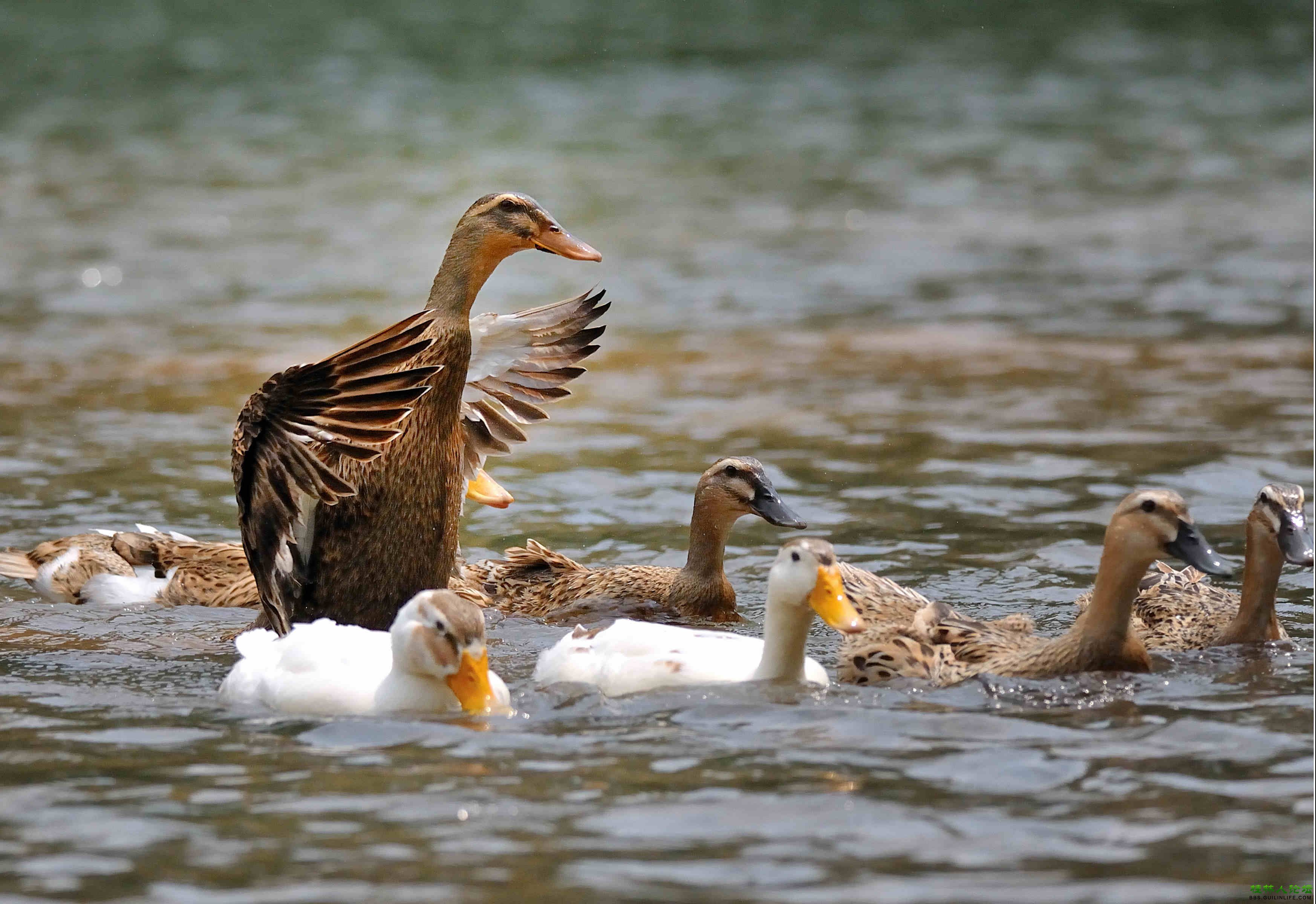 搜了网为您找到237条微山县麻鸭的相关产品参数信息