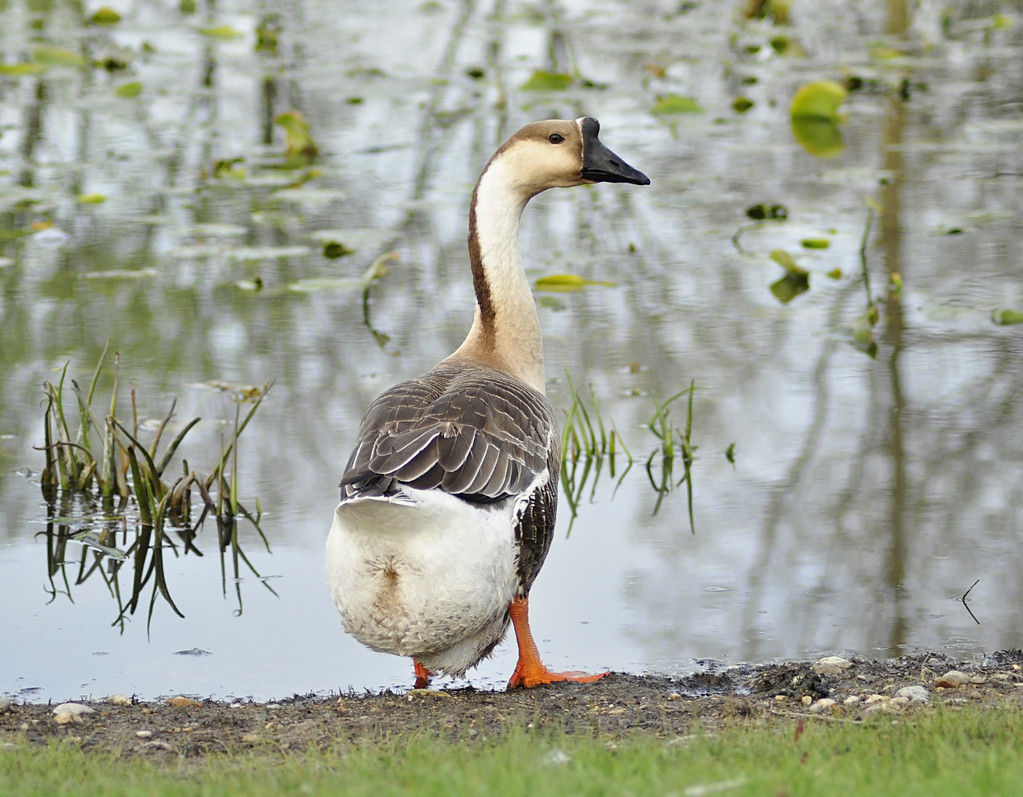 搜了网为您找到34条郎德鹅养殖场的相关产品参数信息
