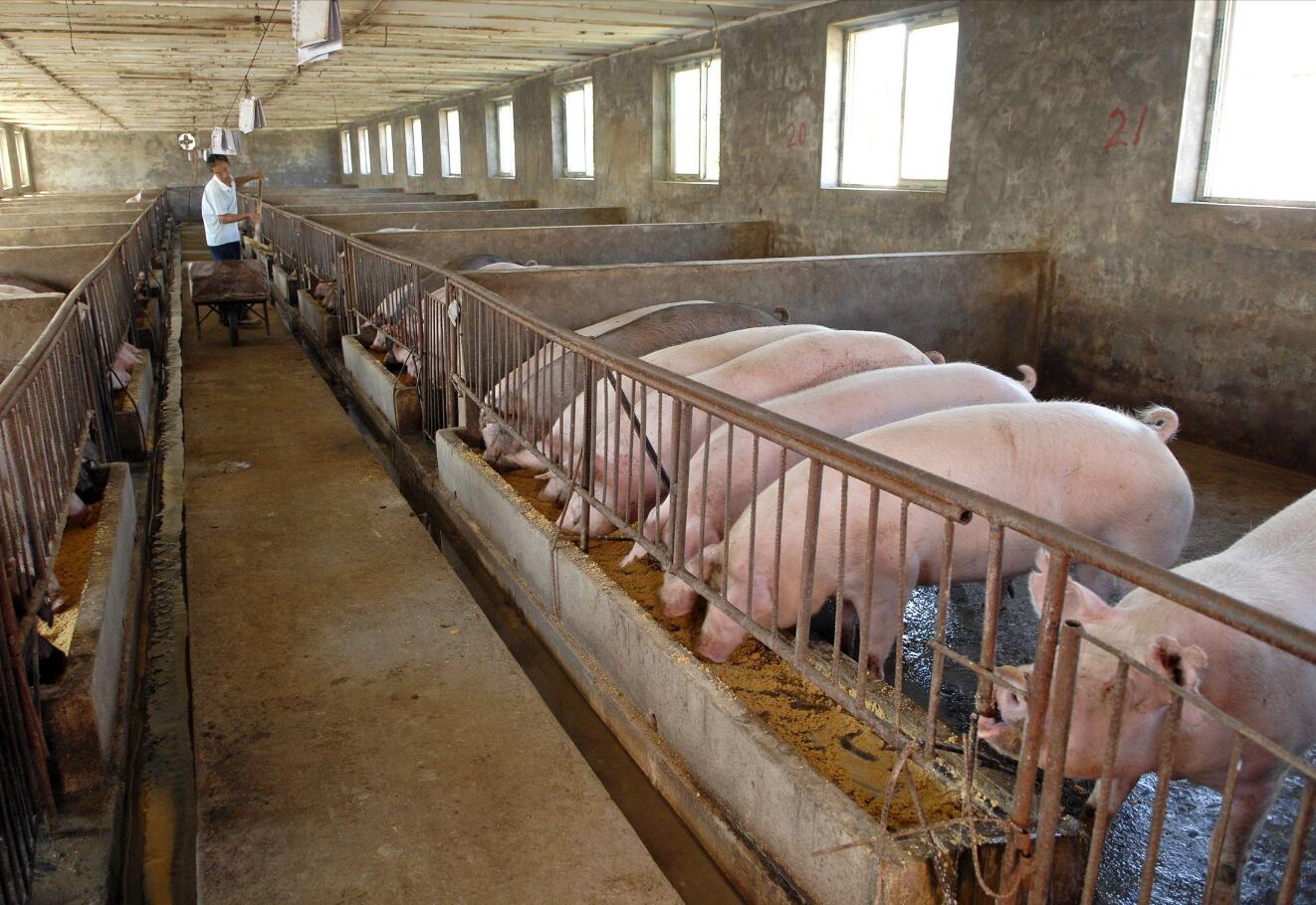 00品牌:种猪原产地:2产品型号:连云港天阔水产养殖有限公司大白猪报价