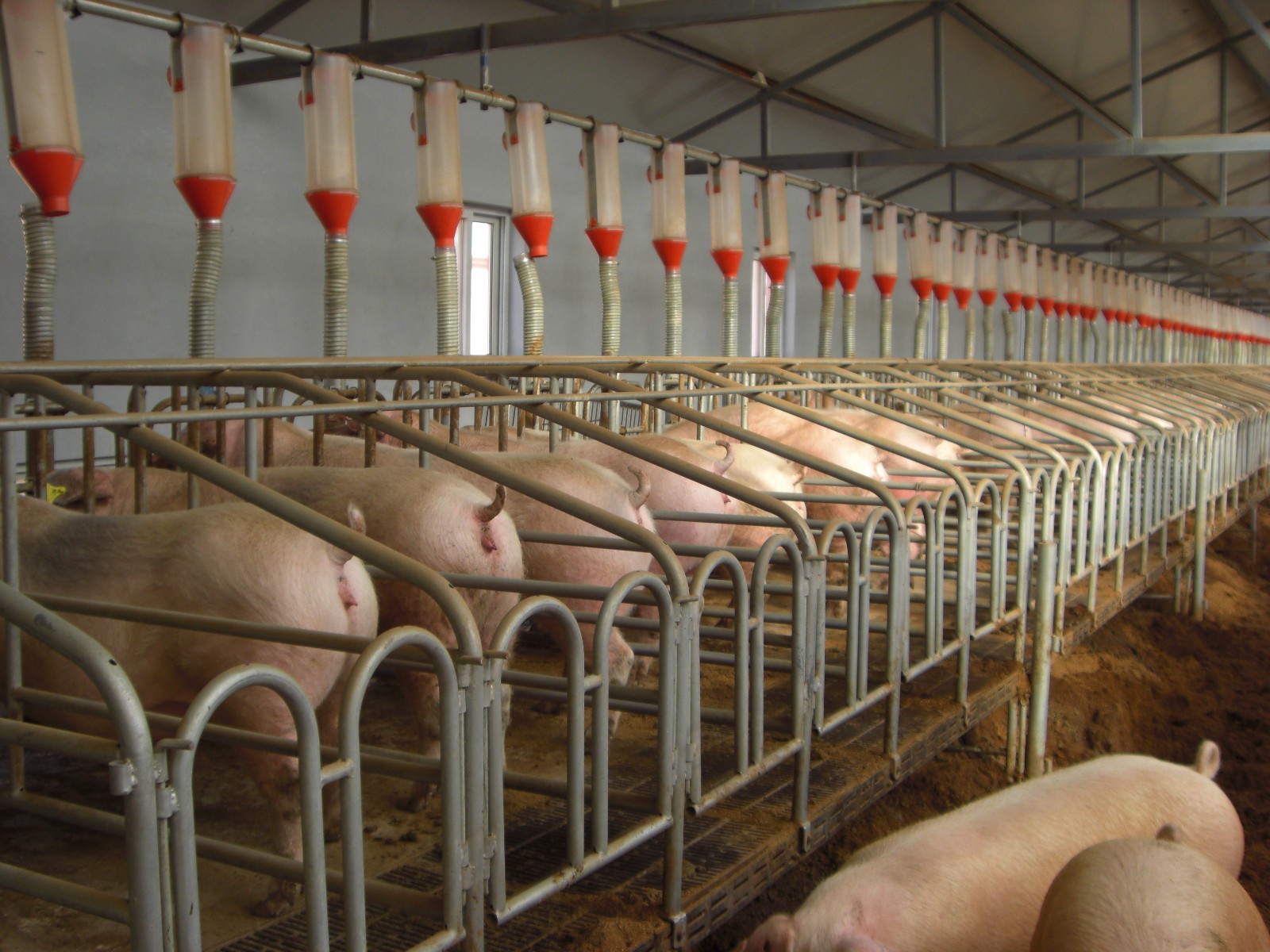 共找到15条种猪信息