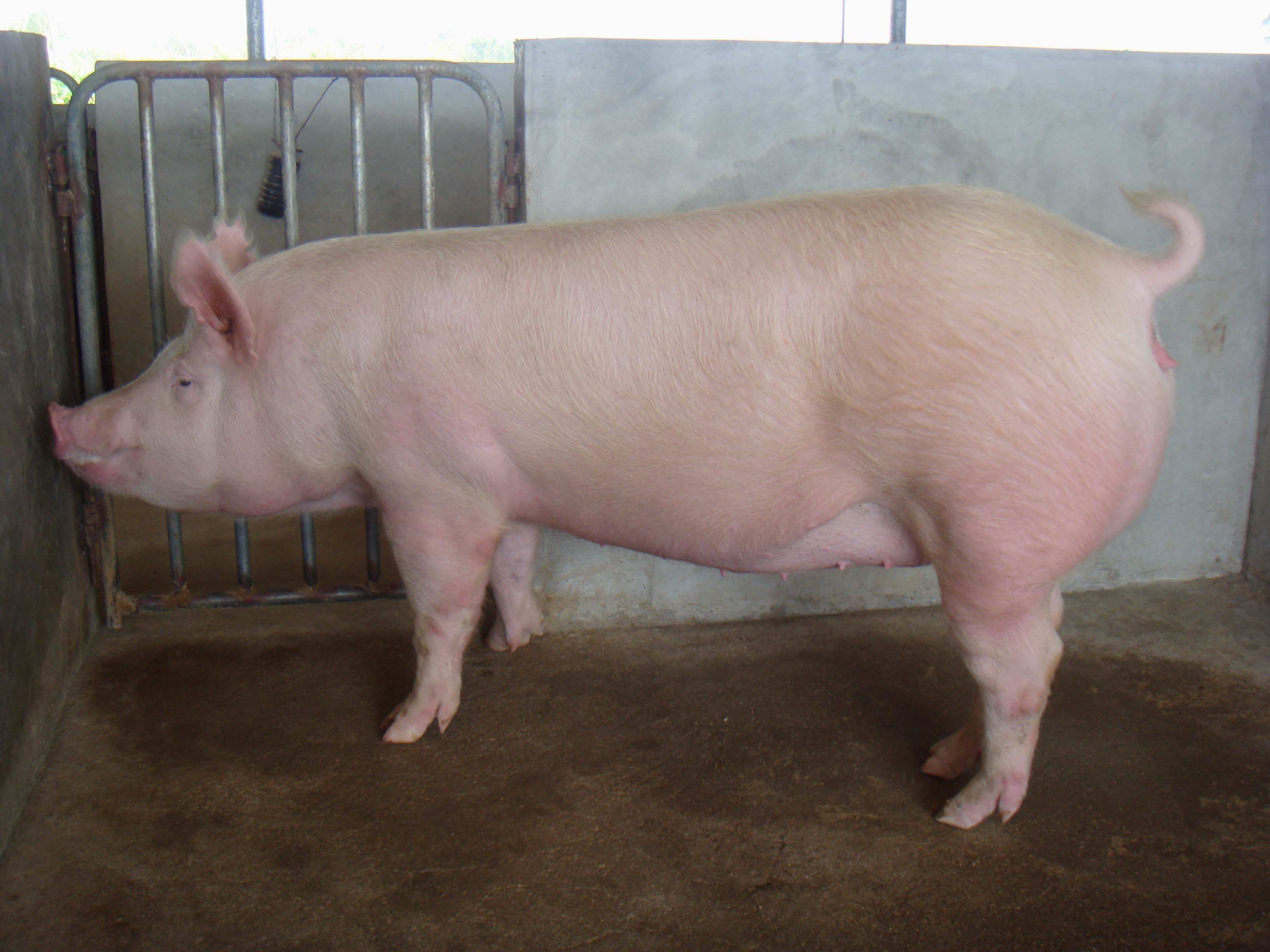 二元母猪标准图片