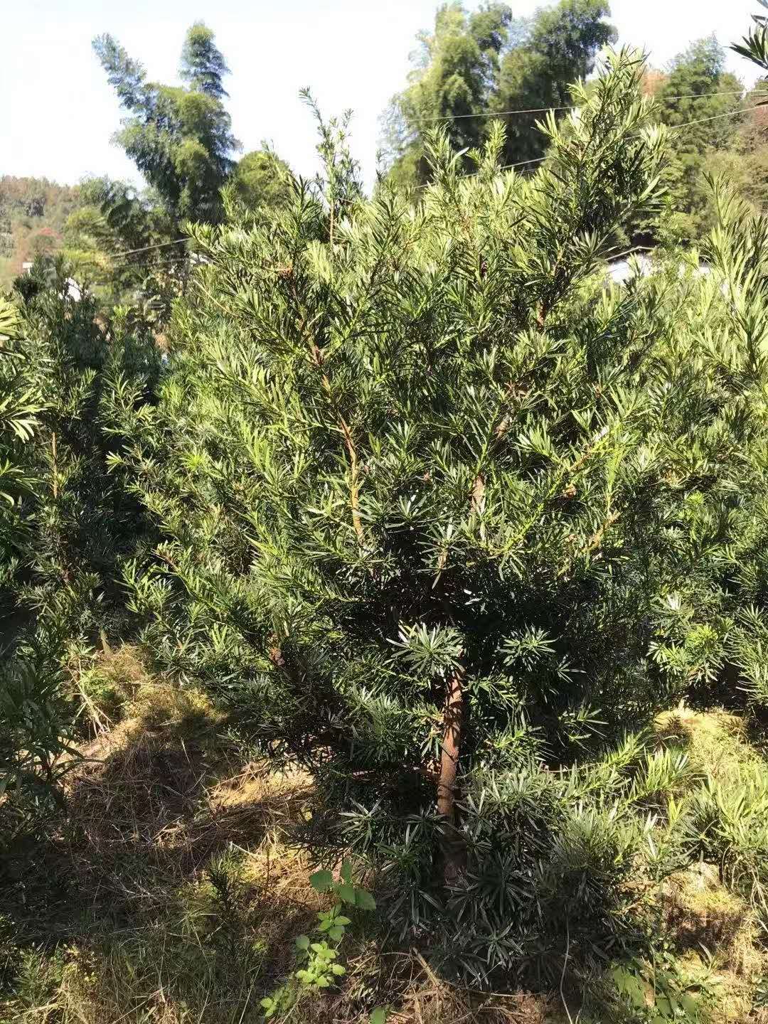 罗汉松上海万亩罗汉松苗圃自产自销