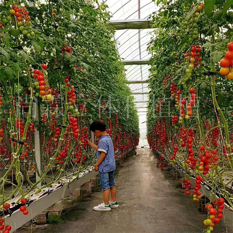 立体绿化种植槽 水培种植槽批发