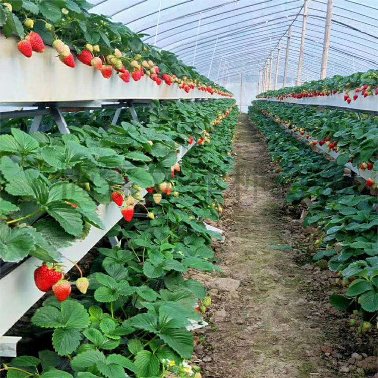 西红柿种植槽 番茄栽培槽厂商