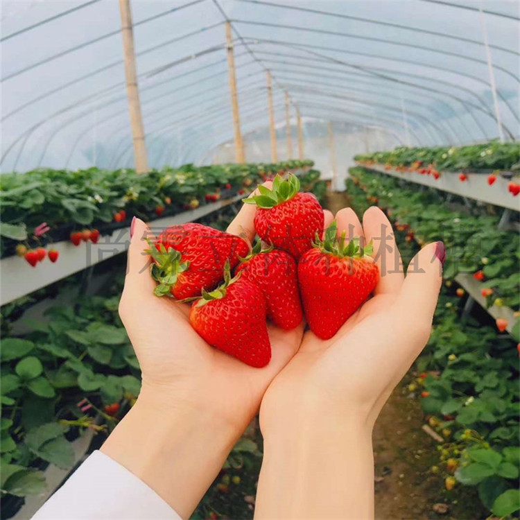 高架草莓种植槽 温室番茄栽培槽厂家