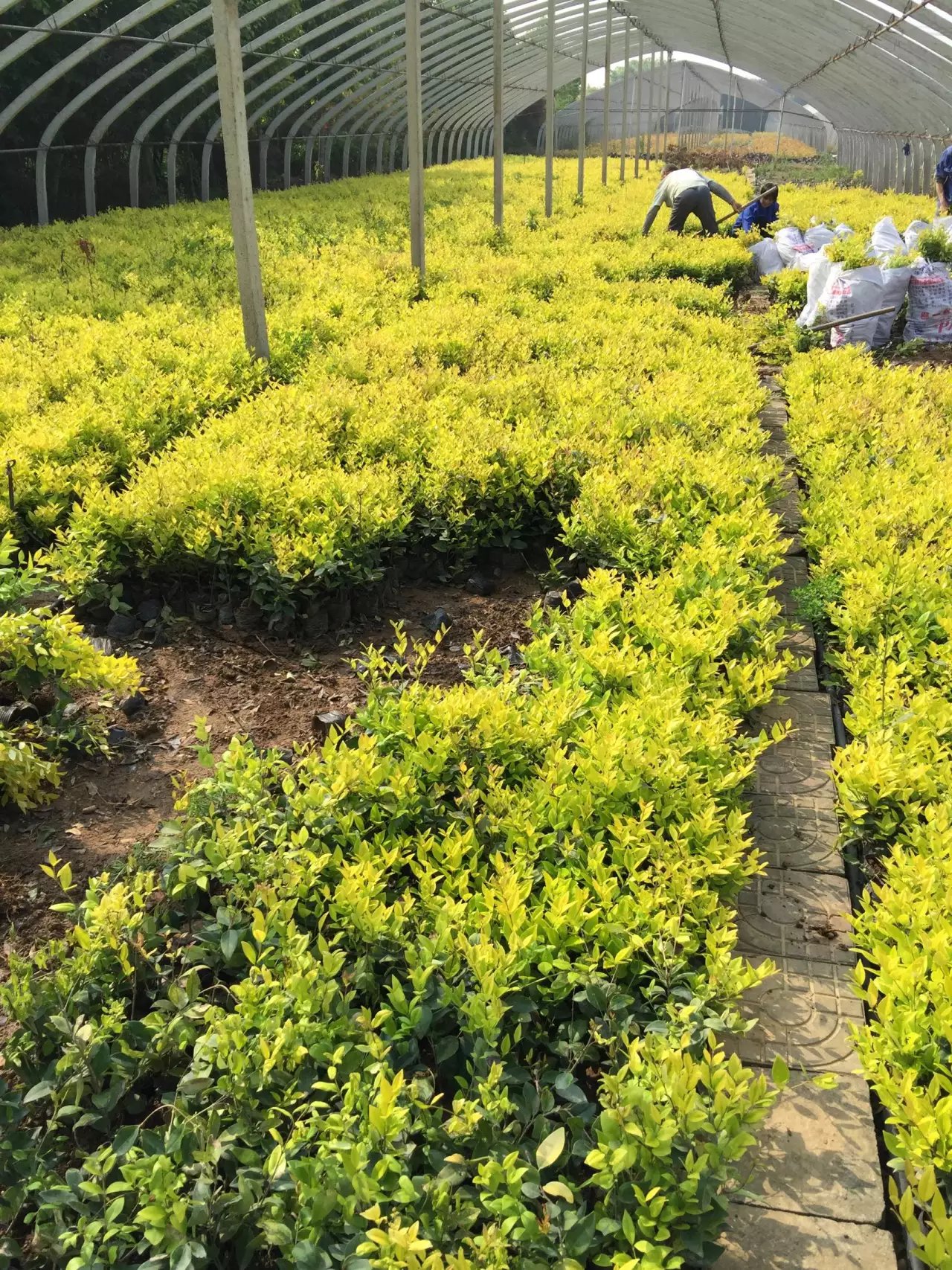 义马市金森女贞价格