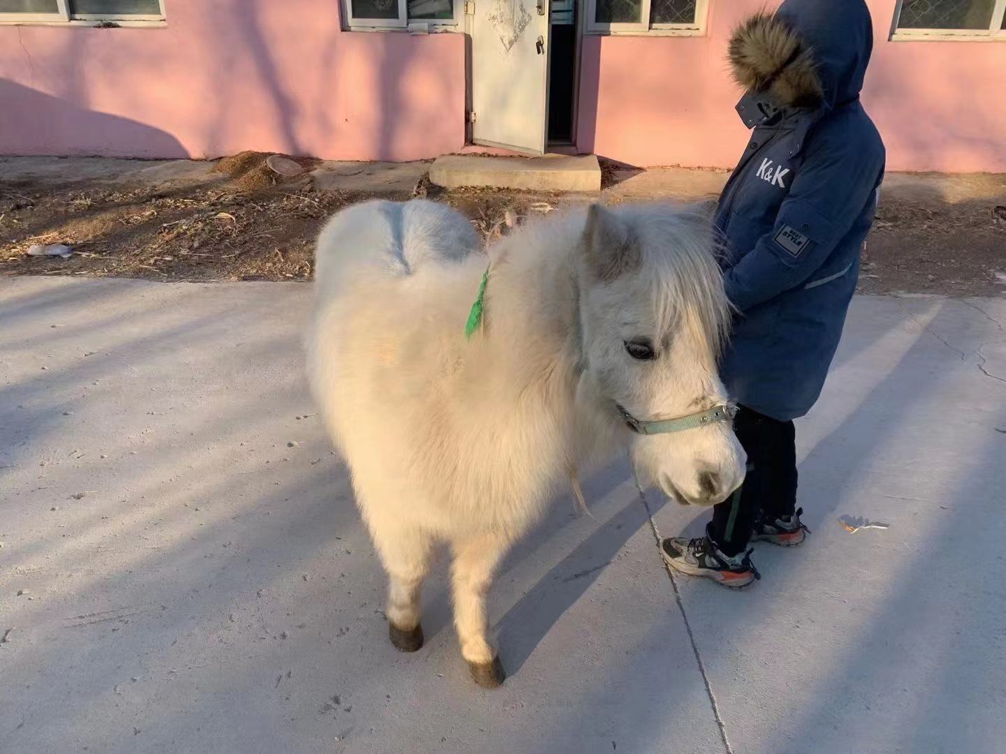 是和设特兰矮马齐名品种,现在随着生活水平提高,中国矮马从劳逸变成