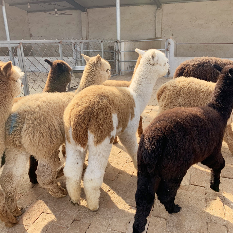 羊驼批发市场在哪里进货