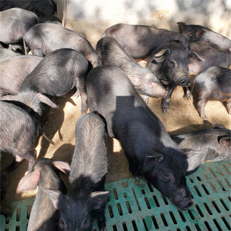 搜了网为您找到19条猪苗市场的相关产品参数信息