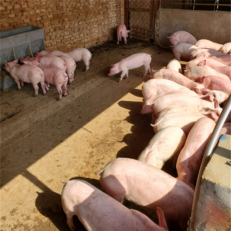 大量批发30斤长白猪苗猪养殖场