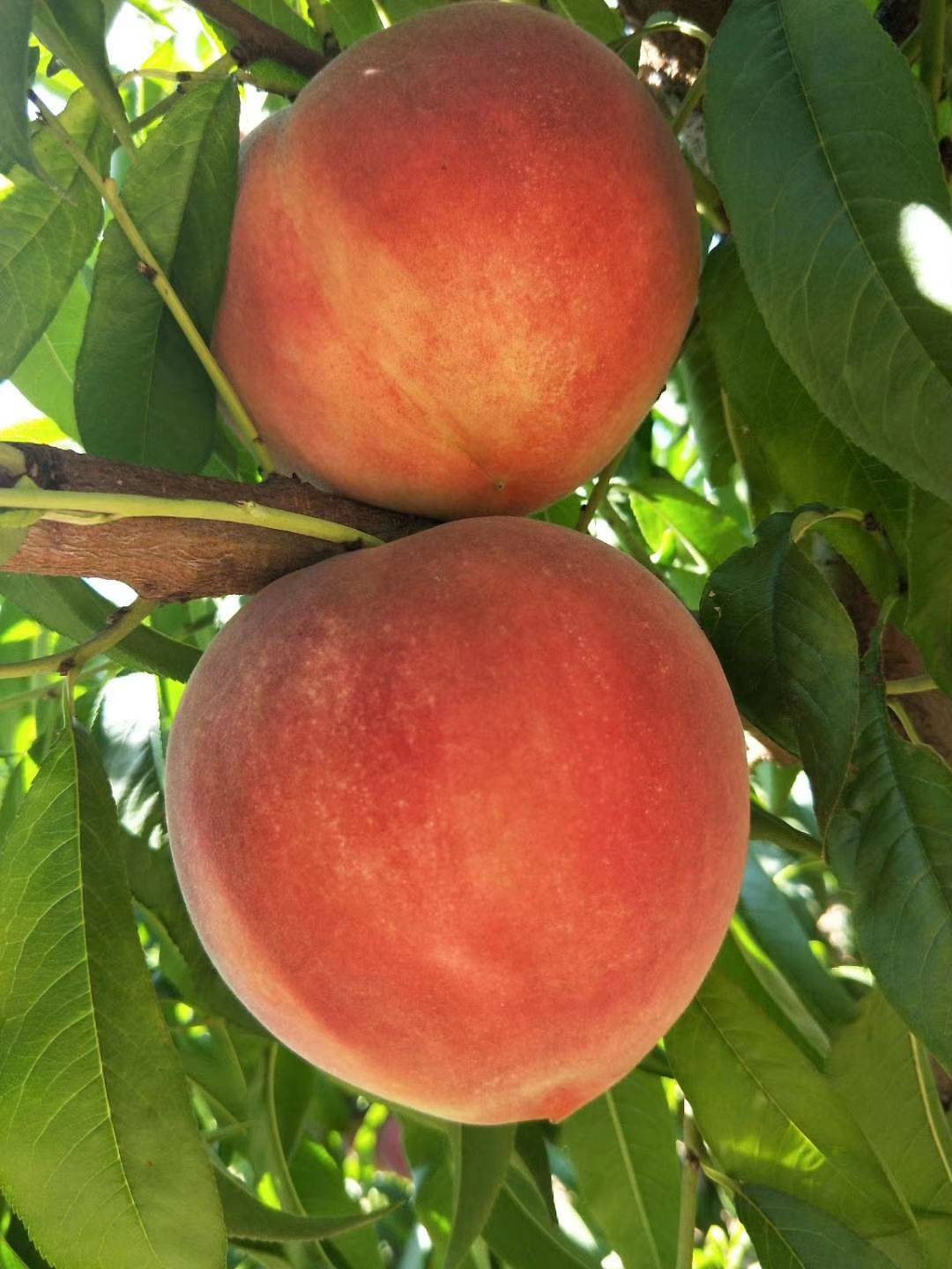 搜了网为您找到46条江南布衣风格小春的相关产品参数信息