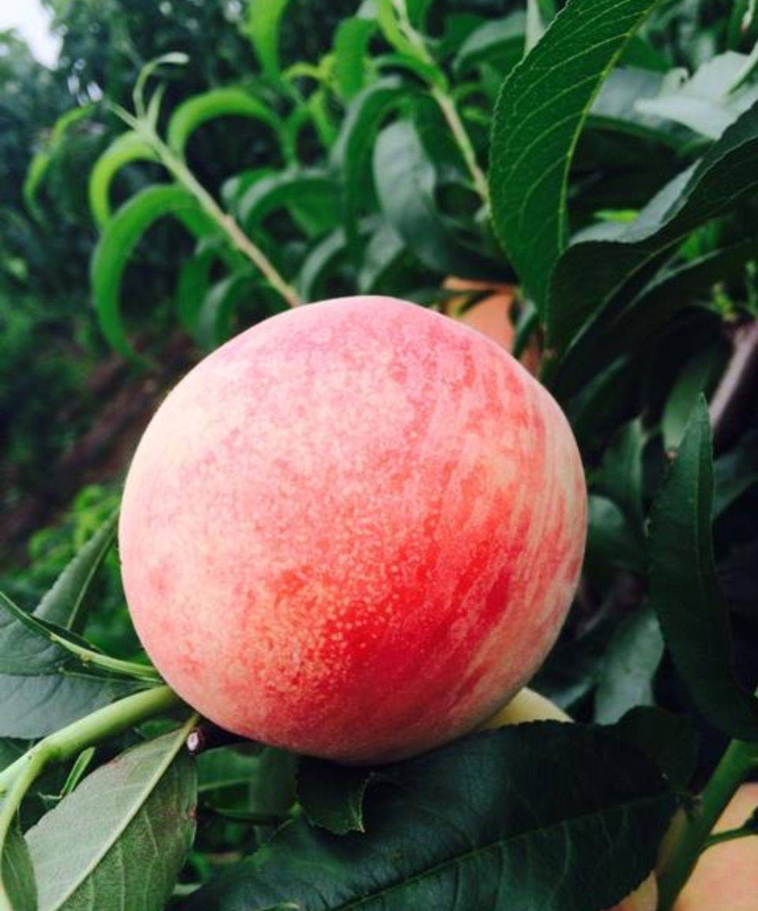 搜了网为您找到24条季桃的相关产品参数信息