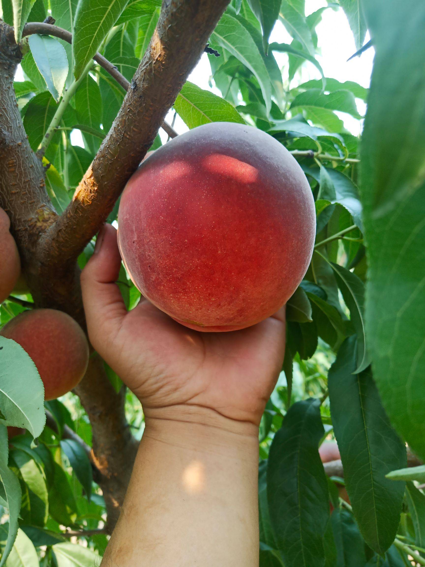 川中岛白桃砀山新鲜口感川中岛白桃产地信息