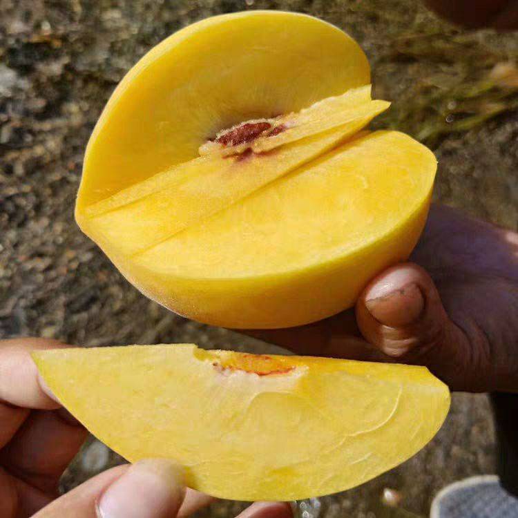 黄金蜜4号黄桃 山东山西特产黄金桃全国直供