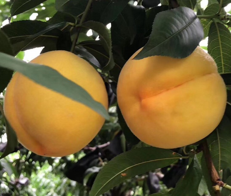 黄金蜜2号黄桃 山东营养丰富十月黄金桃一件代发