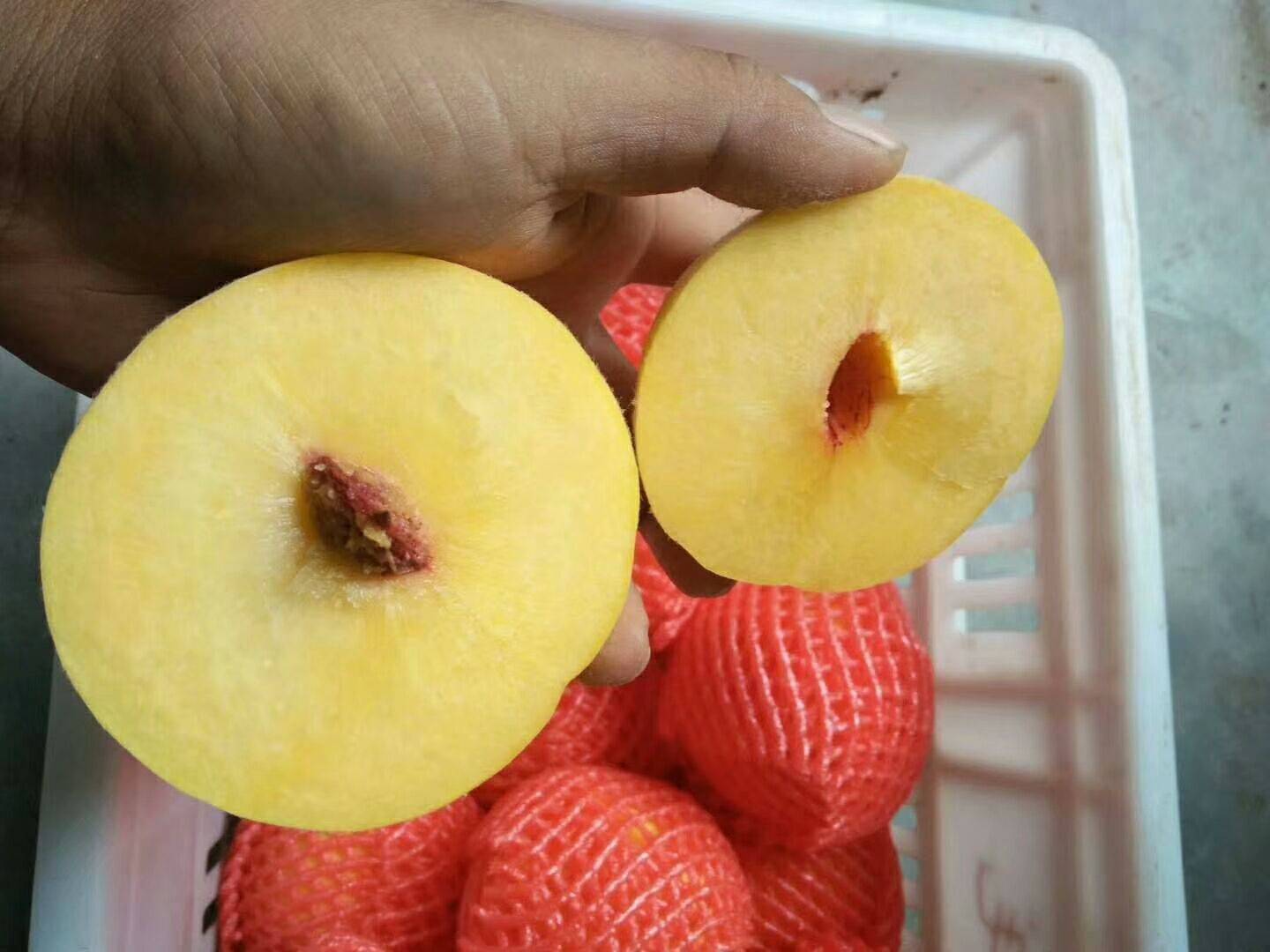 黄金冠黄桃山东当季上新黄金蜜黄桃量大从优