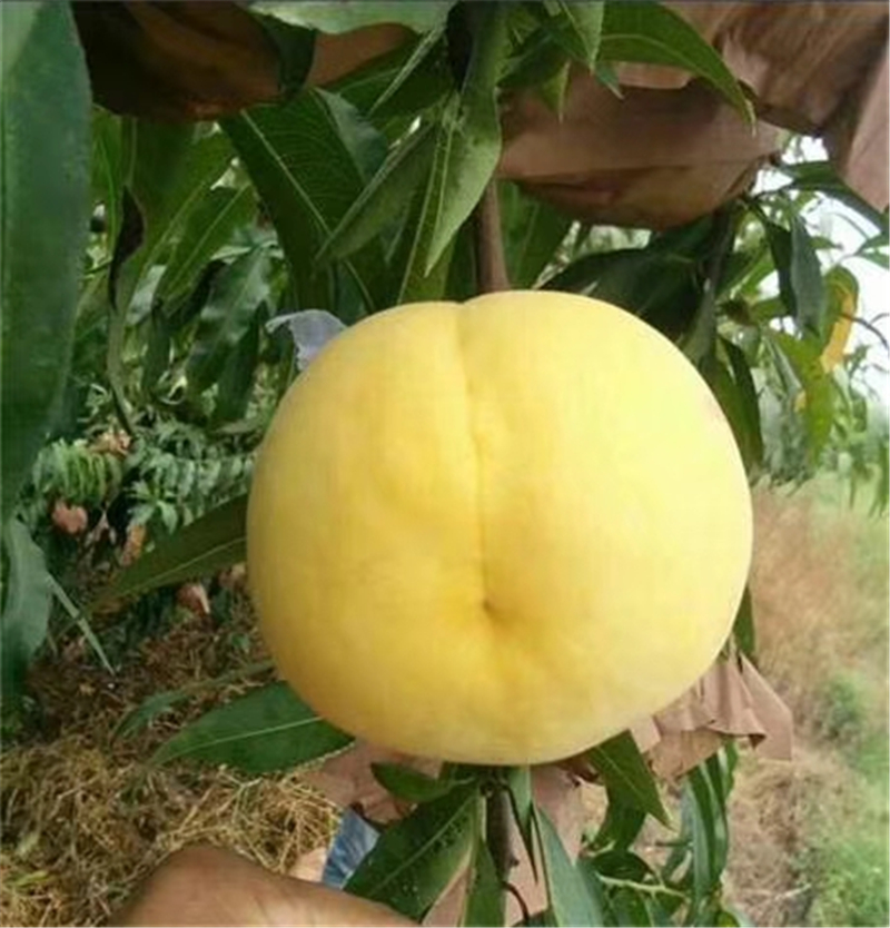 锦春黄桃安徽国产锦园黄桃产地信息