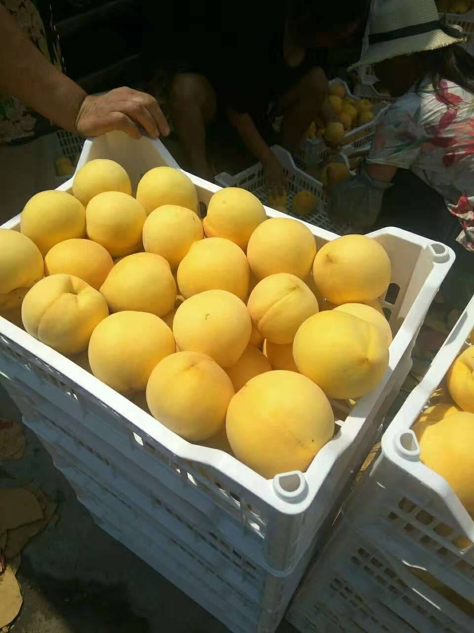 黄金蜜2号黄桃 砀山肉多核小黄金冠黄桃批发价格