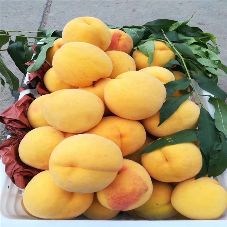 黄金冠黄桃山东山西特产黄金蜜3号黄桃基地