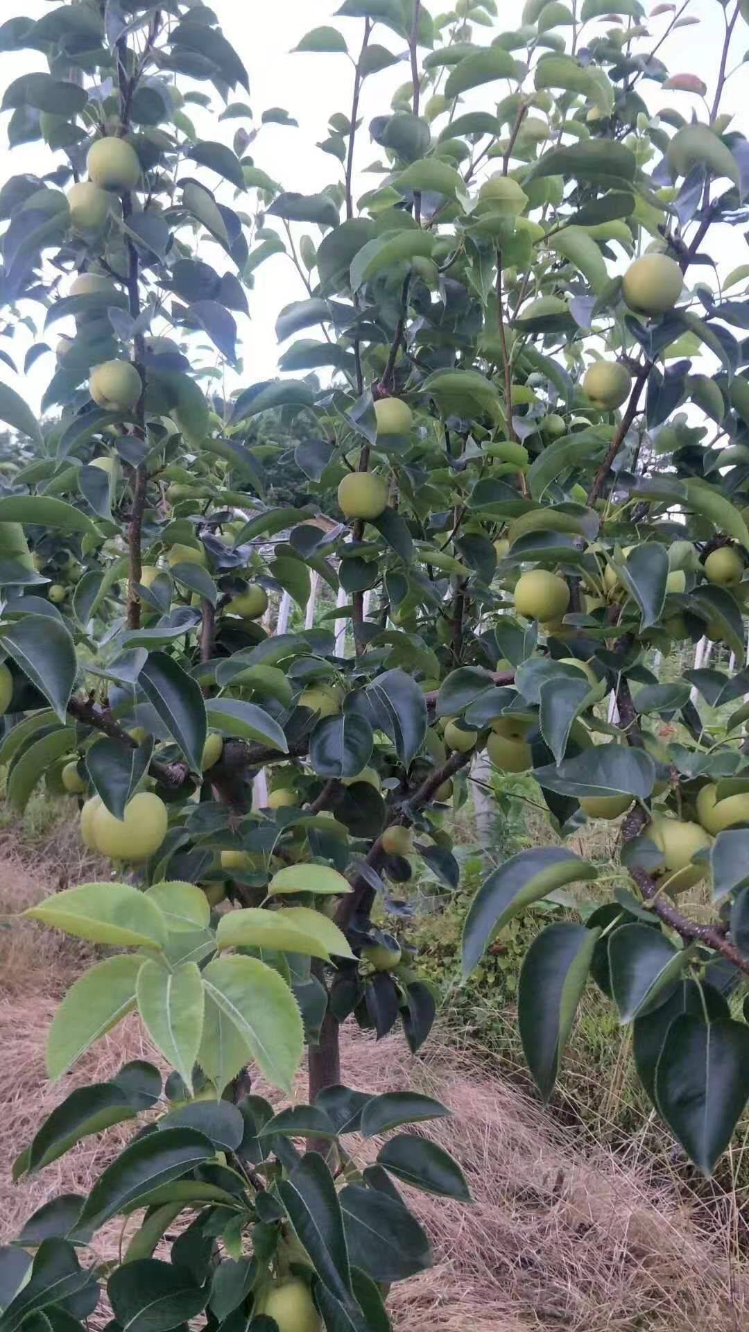 绿宝石梨砀山砀山梨产地行情