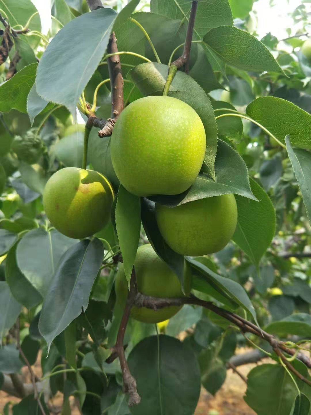 翠冠梨安徽砀山翠冠梨批发基地