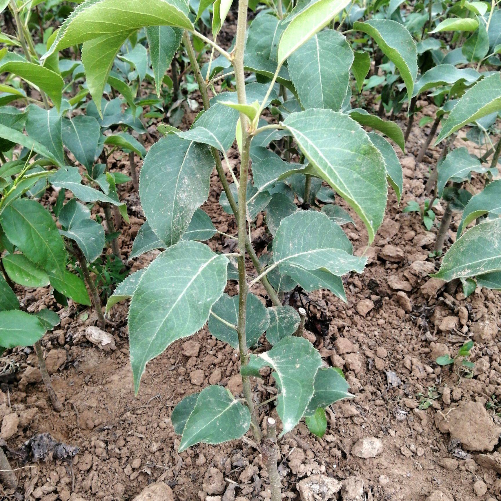 翠玉梨 安徽现摘现发砀山梨