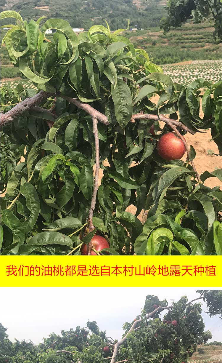 48油桃苗临沂二年苗中油12号桃树苗