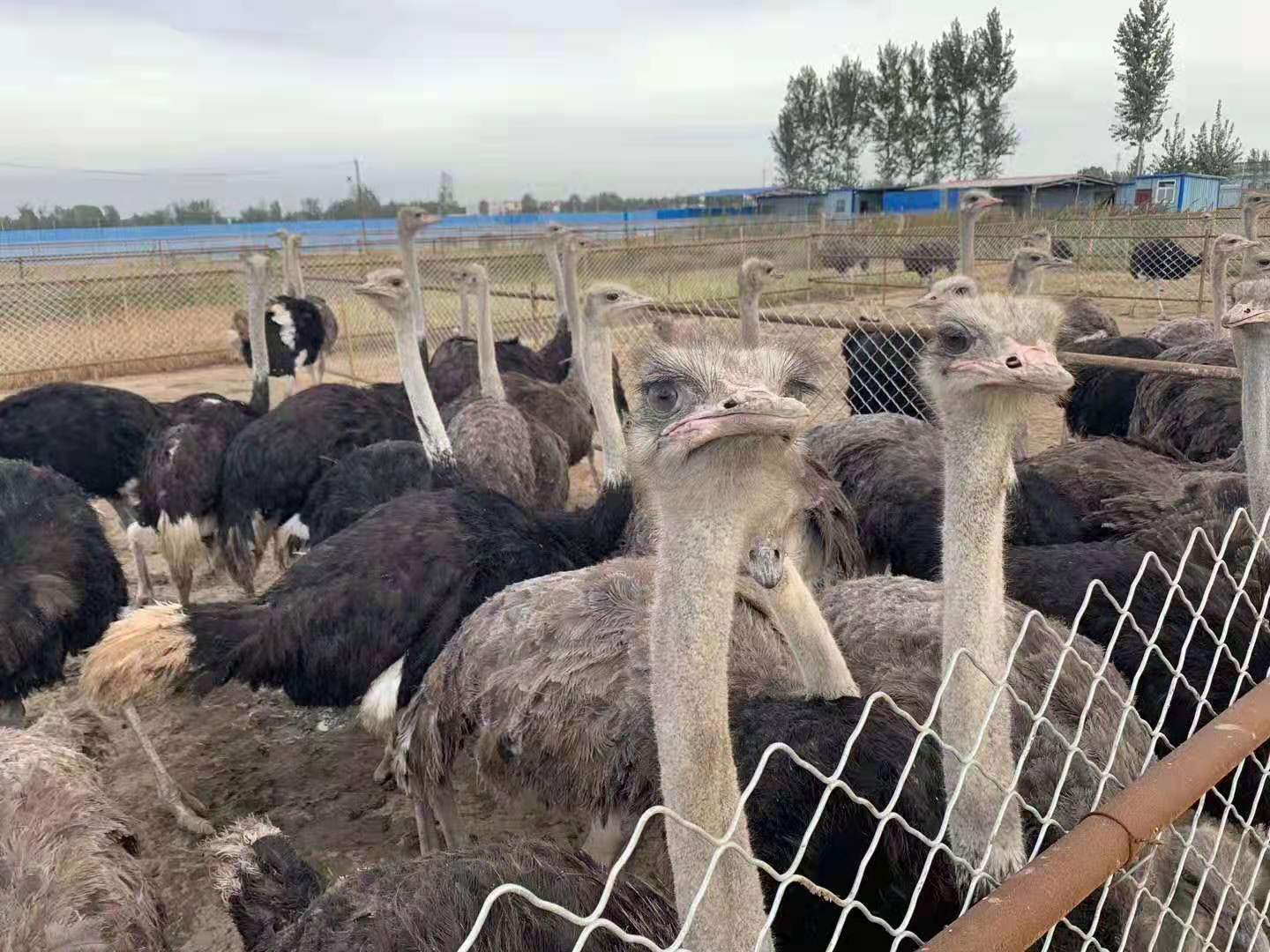 鸵鸟介绍图片 南京鸵鸟出租