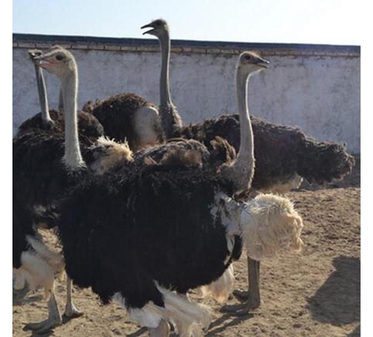 鴕鳥批發價格鄭州什麼地方有賣鴕鳥的