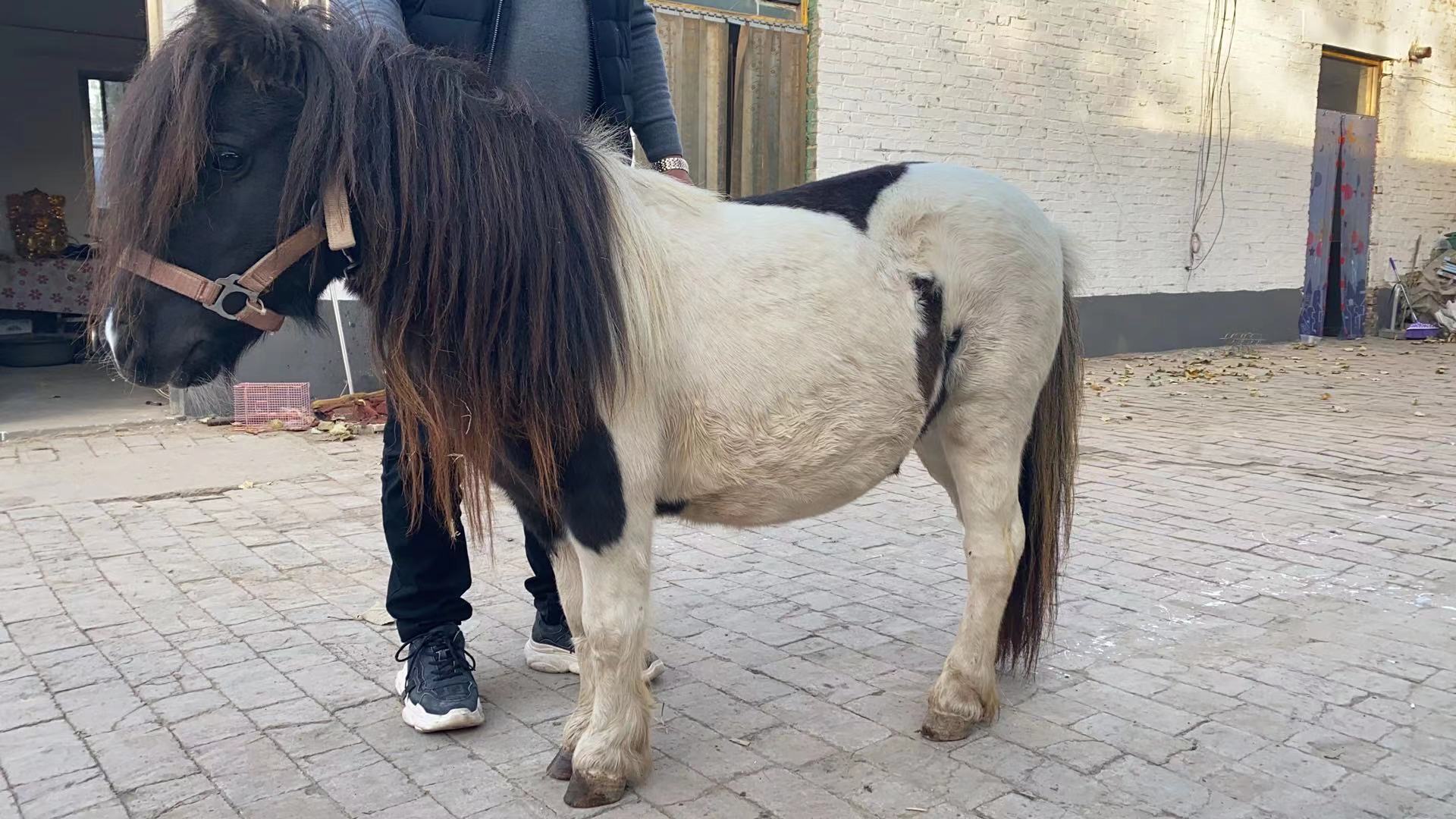 矮马幼苗出售 拉萨矮马怎么卖的