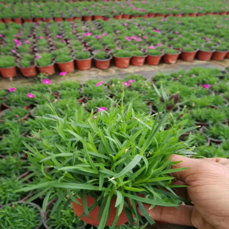 石竹北京欧石竹厂商