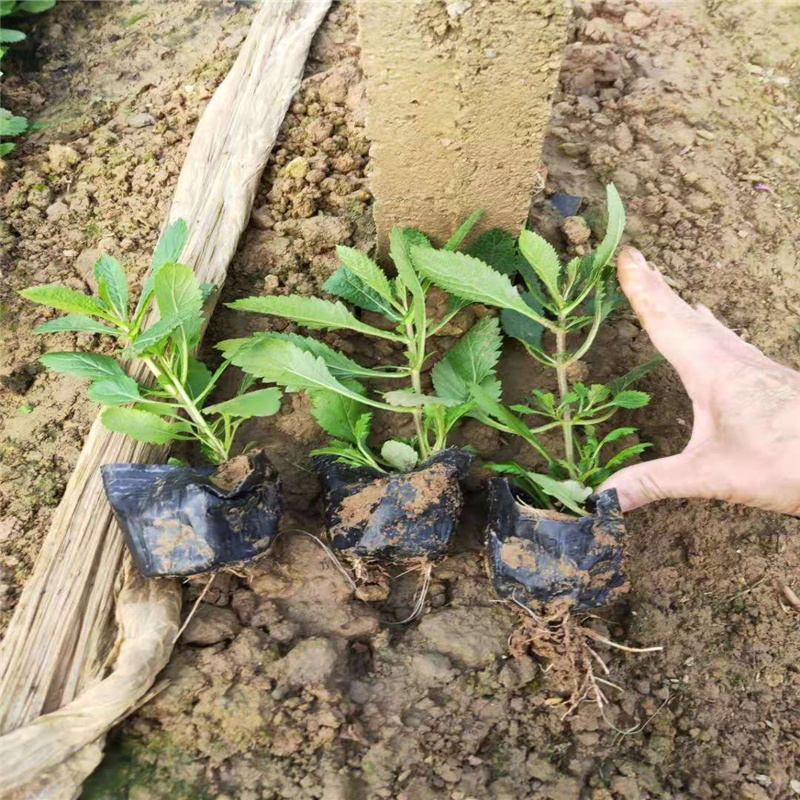 馬鞭草圖片 安徽馬鞭草批發商